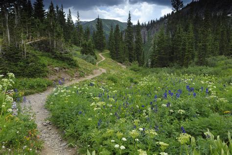 Rocky Mountain Resorts Blog Best Wildflower Hikes In Rocky Mountain