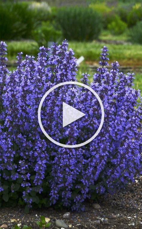 I can hardly wait to see them at mid season. Nepeta Cats Pajamas is a long blooming perennial that's ...