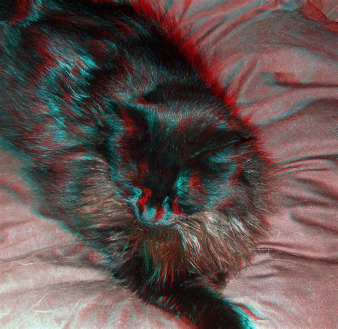 Black Cat In Anaglyph 3d Red Blue Glasses To View 3d Anagl Flickr