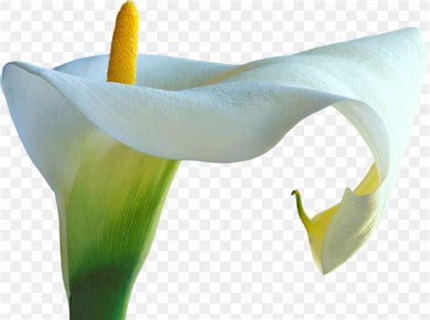 Arum Lilies DevIL Clip Art PNG 1170x874px Arum Lilies Alismatales