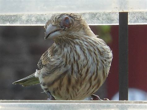 House Finch With Conjunctivitis Bryan Saulis Flickr