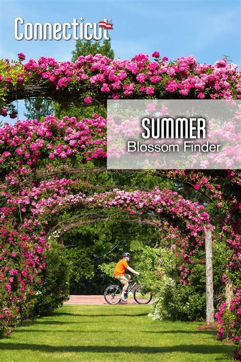 A Person Riding A Bike Under A Pink Flower Covered Arbor On A Sunny Day