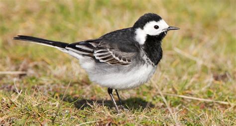 Stunning Black And White Wagtails