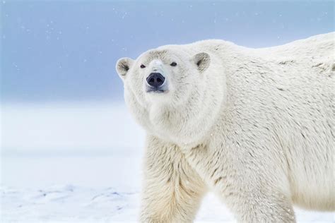 Polar Bear Portrait Photograph By Patrick Endres Pixels