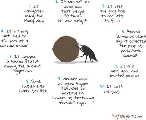10 Amazing Facts About The Dung Beetle Pigtelligent Fun Facts