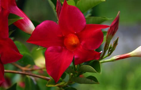 Check spelling or type a new query. Piante e Fiori: Dipladenia