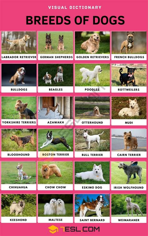 Dog Breeds Loyal Dog Breeds Types Of Dogs Breeds Rare Dog Breeds Dog