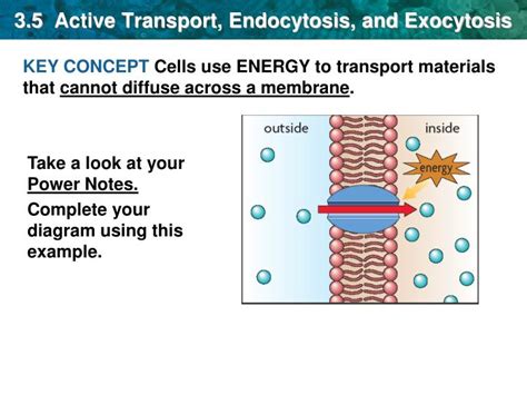 More images for endocytosis and exocytosis » PPT - 3.5 Active Transport, Endocytosis, and Exocytosis ...