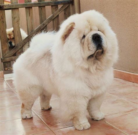 White Chow Chow Pictures Appearance Temperament Cost Chow Chow