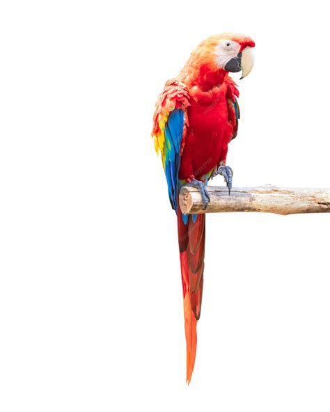 Premium Photo Colorful Parrots Bird Isolated On White Background Red