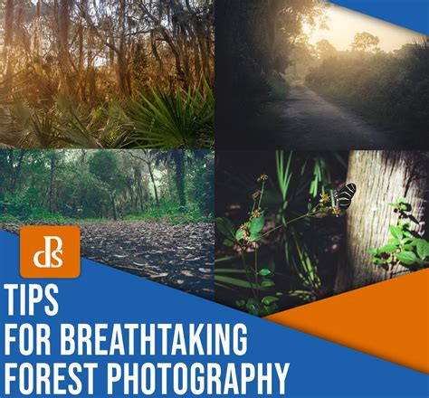 8 Tips For Breathtaking Forest Photography