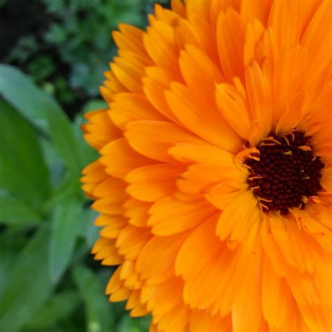 Free Images Nature Petal Bloom Herb Yellow Closeup Flora