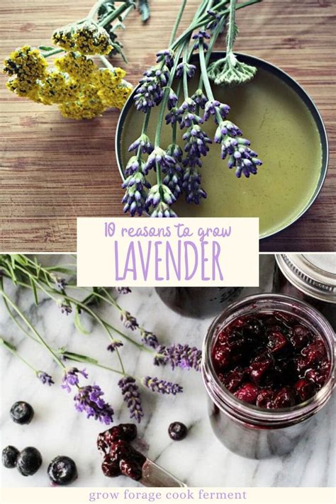 10 Reasons To Grow Lavender Growing Lavender French Garden Design