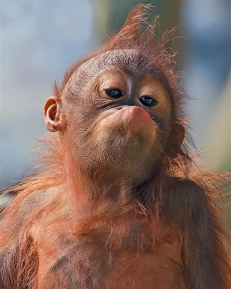 Adorable Young Orangutan Singes Drôles Photos