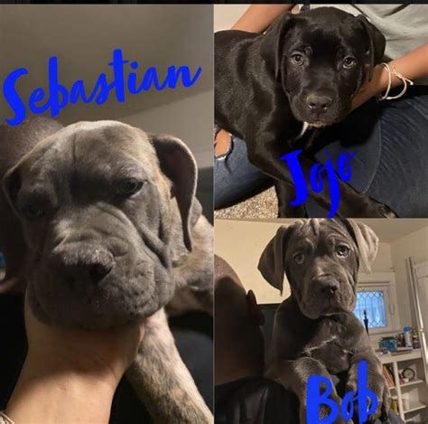 Feel free to contact us to inquire further. Cane Corso Puppies for Sale in Cleveland, Ohio
