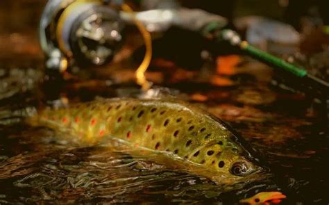 Trout Fishing At Night Down Fly Adventures
