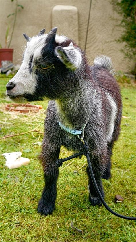 12 Fascinating Facts About Pygmy Goats Chickenmag