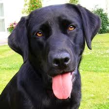 Last week lockport, ny +23 miles dogs for sale or adoption offered. Zwarte Labrador?