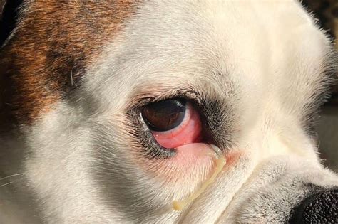 Dog Eye Infection Third Eyelid Loankas