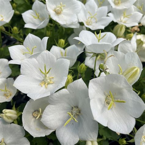 Campanula Carpatica Pearl White Carpathian Bellflower 4 Pot