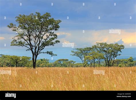African Savannah Landscape With Trees In Grassland With A Cloudy Sky