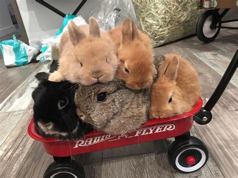 I Dont Think They Can All Fit Into This Cart Anymore Rabbits Pet