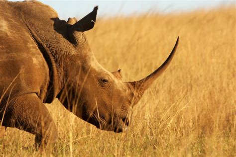 Rhino Poaching Rebounds In South Africa Rhino Recovery Fund