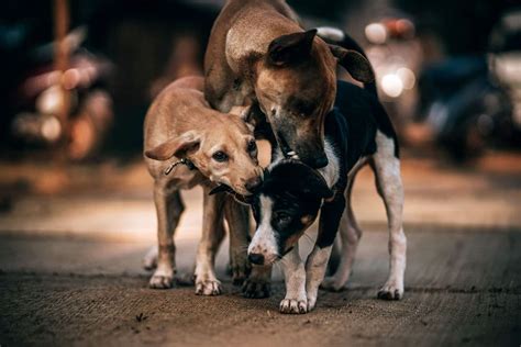 Bengaluru Streets To Become Free Of Stray Dogs Soon Minister Announces