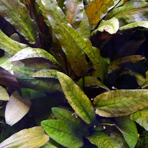 Red wendtii cryptocoryne as it is more commonly known is one of the most popular varieties of cryptocorynes in the aquarium trade. Cryptocoryne wendtii Tropica - GodhemsZoo