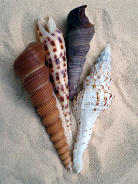 Sea Shells The Beach Les Seychelles Shell Shock Ocean Treasures