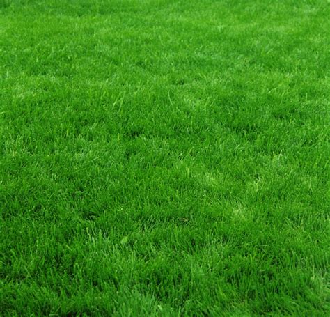 Overseeding involves applying grass seed over an existing lawn to make it fuller and thicker and it's an important part of a good overall lawn care. Overseeding Grass in the Fall