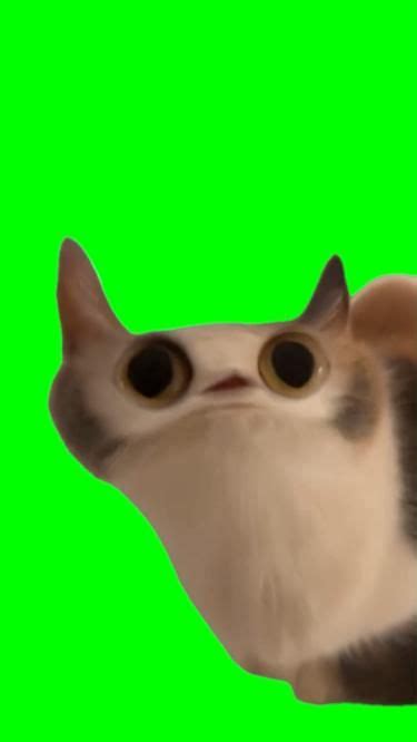 Green Screen Meowing Cat Meme Greenscreen Cat Memes Best Anime Shows
