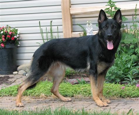 Show Me Your Black And Tan Dogspuppies In 2023 German Sheperd Dogs