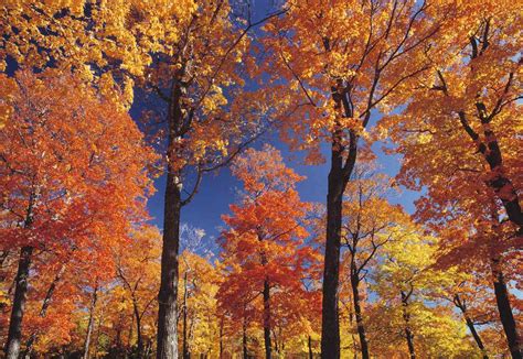 The Best Places To See Fall Foliage In Quebec