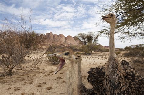 South African Ostrich Stock Image C0471525 Science Photo Library