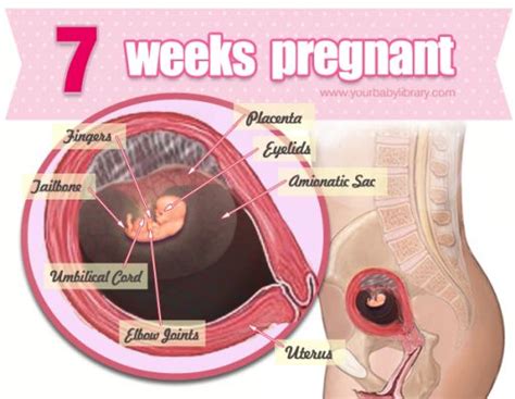 Tanda kehamilan minggu pertama bisa dilihat dari perubahan fisik maupun perubahan emosi. Trimester Pertama: Tips Kehamilan Minggu 7 - Bidadari.My