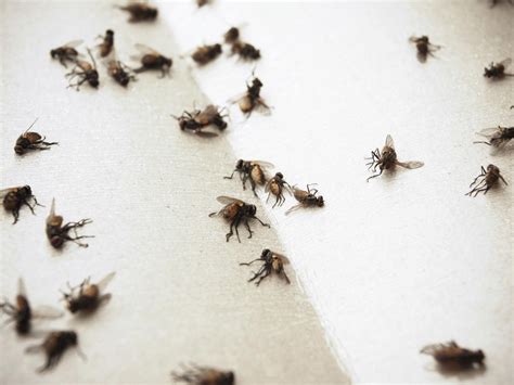 The Source Of Flies Pest Control Jupiter Termite Control Florida