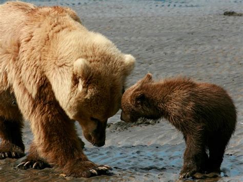 mother bear and cub katmai smithsonian photo contest smithsonian magazine
