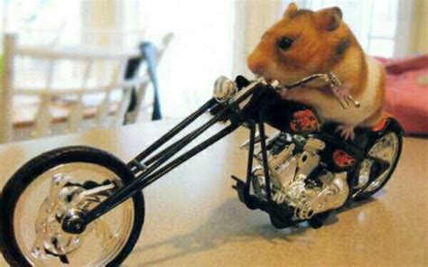 Very Cute Hamster On Bike Baby Animals Cute Animals Do Smile Baby