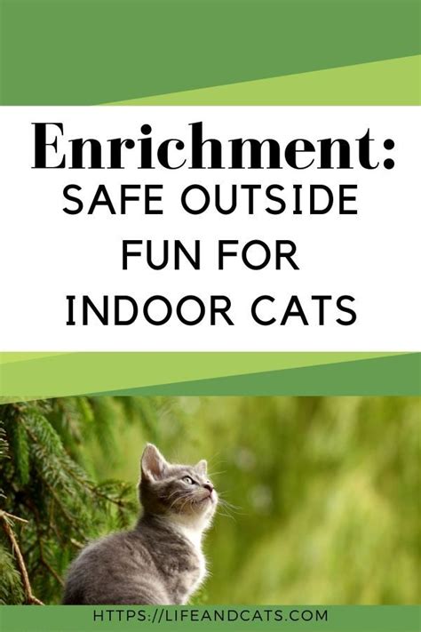 Outdoor Enrichment For Indoor Cats Indoor Cat Cats Senior Cat Care