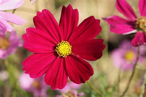 Many types of purple flowering plants such as lavender, pansies, petunias, and verbena contrast well with light green foliage. 12 Different Types of Cosmos Flowers