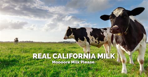 Portfolio Real California Milk Designosaur Graphics