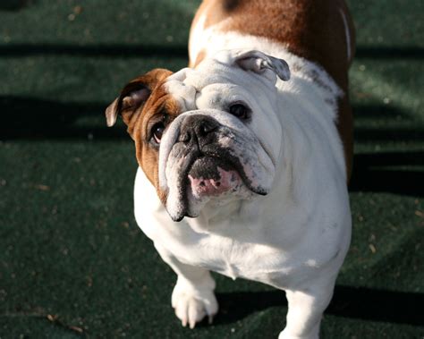 Puppies are all vet checked and up to date on shots. Old English Bulldog Wallpapers High Resolution and Quality ...