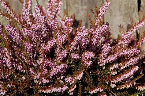 Heather Plants Vs Winter Heaths And How To Grow Them