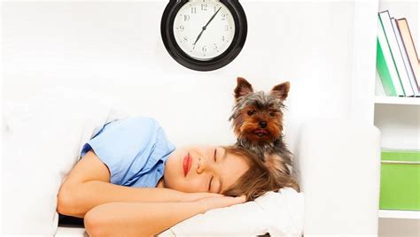 People's understanding of dog behavior has changed significantly over the past few decades. How The End Of Daylight Saving Time Affects Your Dog - Dogtime