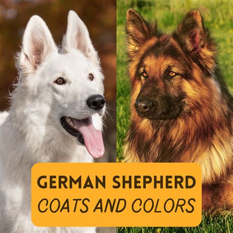 The Ultimate Collection Of German Shepherd Images In Full 4k Quality
