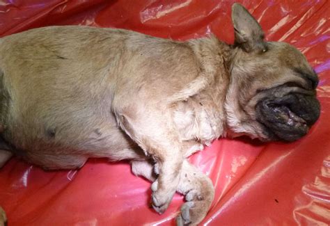 The bulldog bash biker event is getting underway in warwickshire at the airfield near long marston. RSPCA appeal after tan-coloured French bulldog found dead ...