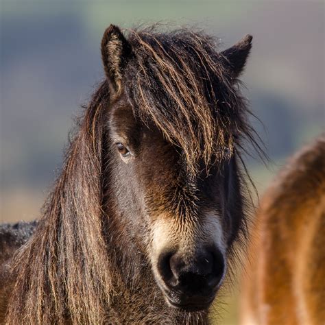 Exmoor - Exmoor Pony news