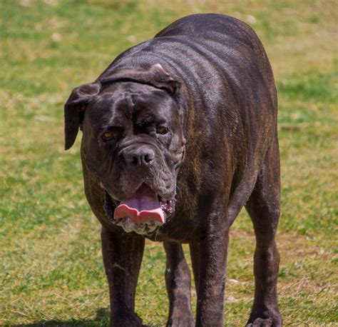 Neapolitan Mastiff Dog Breed Information And Pictures Livelife
