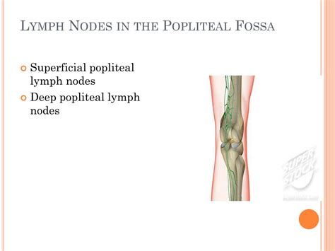 Popliteal Lymph Nodes Diagram
